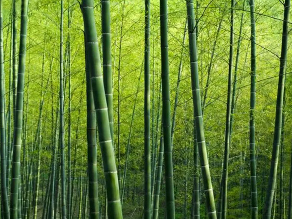 《加快“以竹代塑”發(fā)展三年行動計(jì)劃》全文發(fā)布